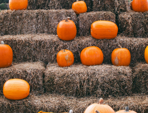 Best Fall Activities in Northeast Ohio: 2026 Family Guide